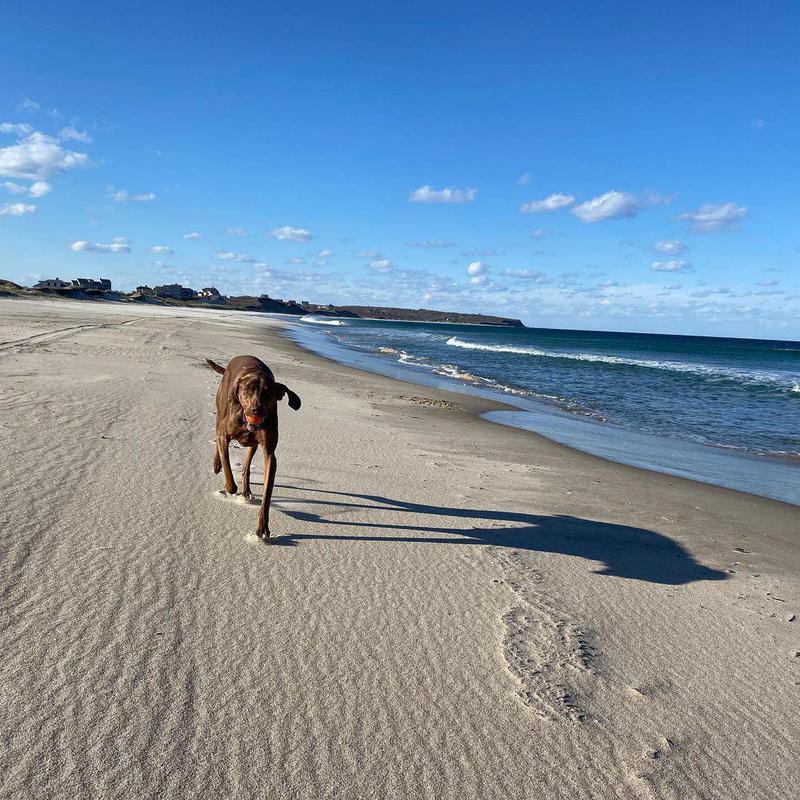 30 Pet-Friendly Beach Towns That Will Welcome Your Dog | Always Pets